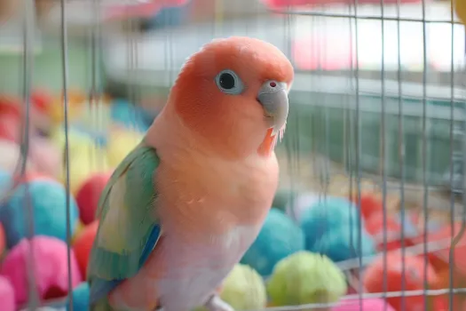 和尚鹦鹉饲养优缺点解析,新手入门指南与注意事项 和尚鹦鹉饲养优缺点解析,新手入门指南与注意事项