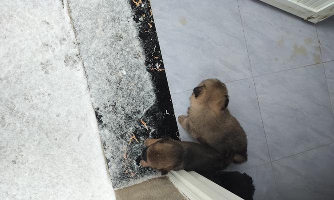 满月幼犬喂养全攻略：关键营养素与日常饮食禁忌