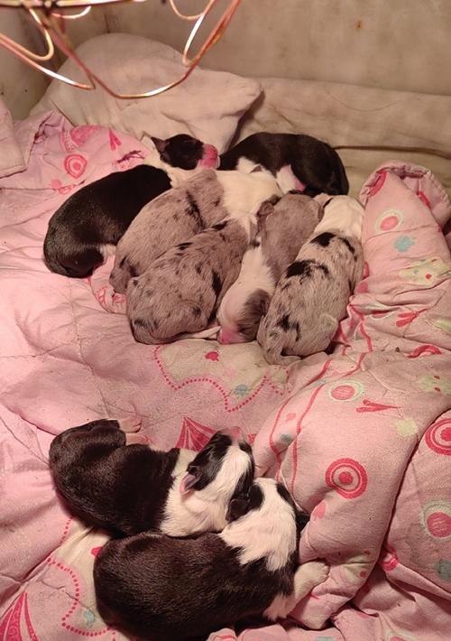 满月幼犬喂养全攻略：关键营养素与日常饮食禁忌