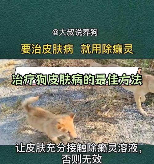 狗狗皮肤病饮食指南:科学喂养助爱犬恢复健康 狗狗皮肤病饮食指南:科学喂养助爱犬恢复健康
