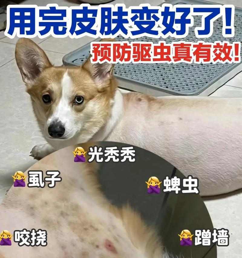 狗狗皮肤病饮食指南:科学喂养助爱犬恢复健康 狗狗皮肤病饮食指南:科学喂养助爱犬恢复健康
