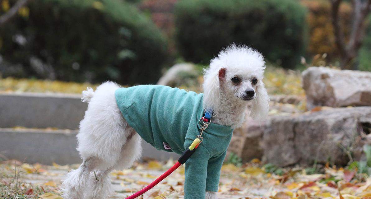 小狗鼻子功能特征解析，灵敏嗅觉与独特构造揭秘