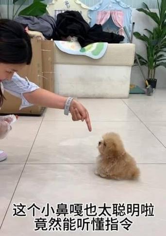 小狗鼻子功能特征解析，灵敏嗅觉与独特构造揭秘