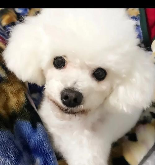 满月幼犬奶粉喂养全攻略：选择方法与过渡技巧