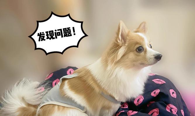 满月幼犬奶粉喂养全攻略：选择方法与过渡技巧
