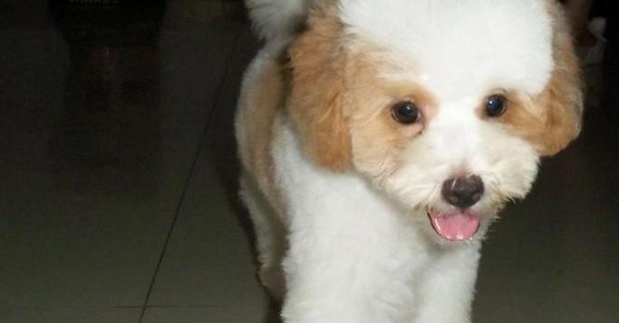 大耳朵花狗品种解析：起源特征与养护指南