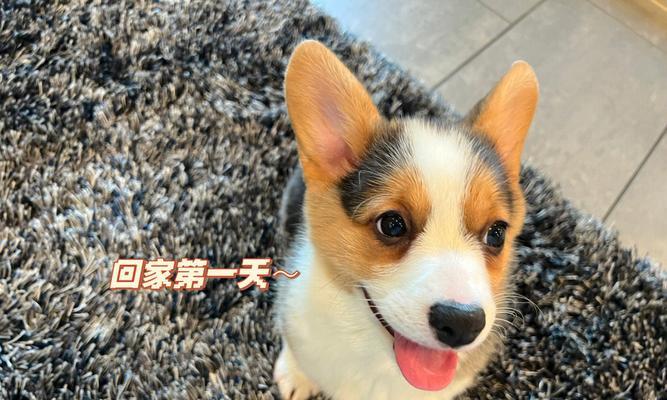 大耳朵花狗品种解析：起源特征与养护指南