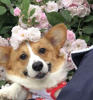 大耳朵花狗品种解析：起源特征与养护指南