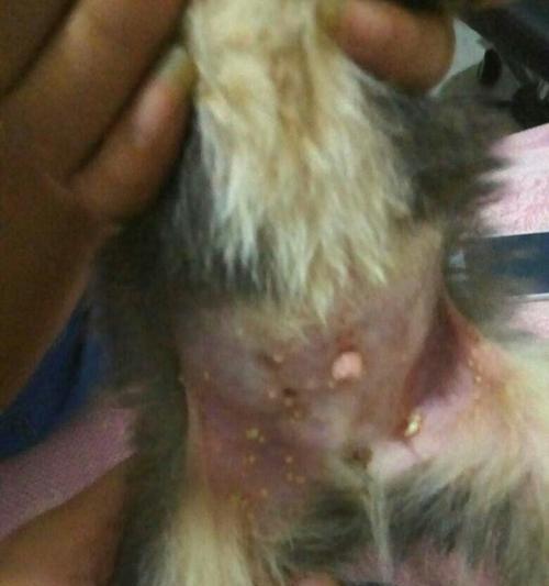 狗狗下巴有白色颗粒的原因解析与日常清洁护理方法