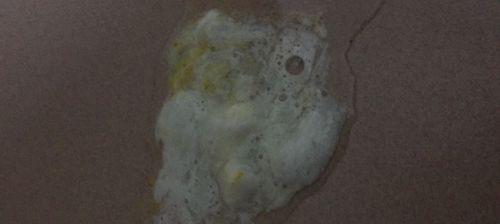 狗鼻子有白色鼻涕的常见原因与护理应对方法详解