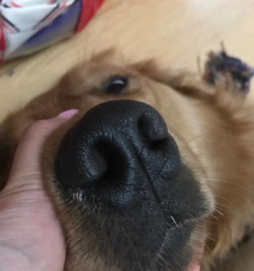 狗鼻子有白色鼻涕的常见原因与护理应对方法详解