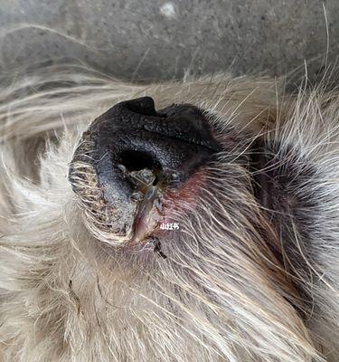 狗鼻子有白色鼻涕的常见原因与护理应对方法详解