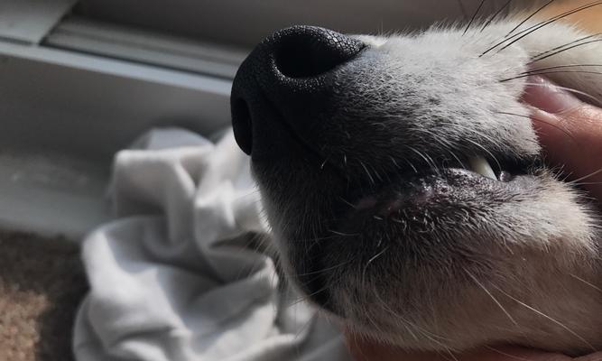 狗狗下巴有白色颗粒的原因解析与日常清洁护理方法