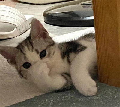 混合猫砂深度测评:除臭结团与耐用性表现全解析 混合猫砂深度测评:除臭结团与耐用性表现全解析