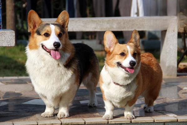 犬猫放线菌病的症状诊断与综合治疗方案