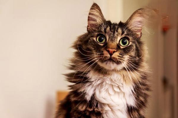 犬猫隐球菌病的症状识别与治疗方案详解