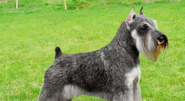 泰迪犬断尾原因与影响解析：健康伦理考量与替代方案探讨