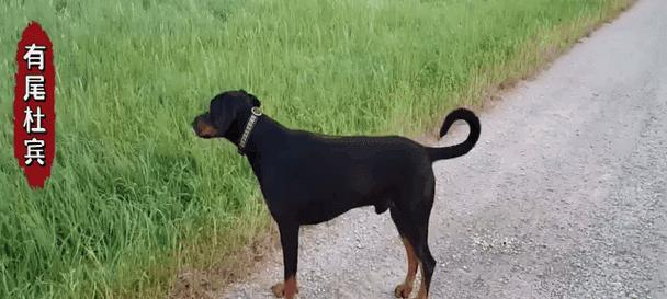 泰迪犬断尾原因与影响解析：健康伦理考量与替代方案探讨