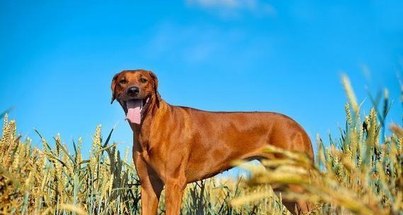 如何选择适合忧郁人士的狗品种?这几点建议助你获得陪伴与宽慰 如何选择适合忧郁人士的狗品种?这几点建议助你获得陪伴与宽慰