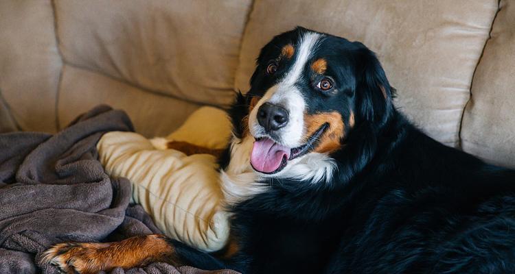 如何选择适合忧郁人士的狗品种?这几点建议助你获得陪伴与宽慰 如何选择适合忧郁人士的狗品种?这几点建议助你获得陪伴与宽慰