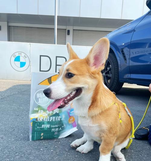 四季狗狗性格差异与养护要点解析,选择适合你的萌宠 四季狗狗性格差异与养护要点解析,选择适合你的萌宠