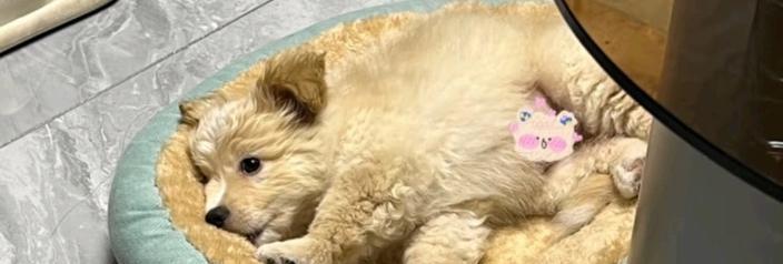 四季狗狗性格差异与养护要点解析,选择适合你的萌宠 四季狗狗性格差异与养护要点解析,选择适合你的萌宠