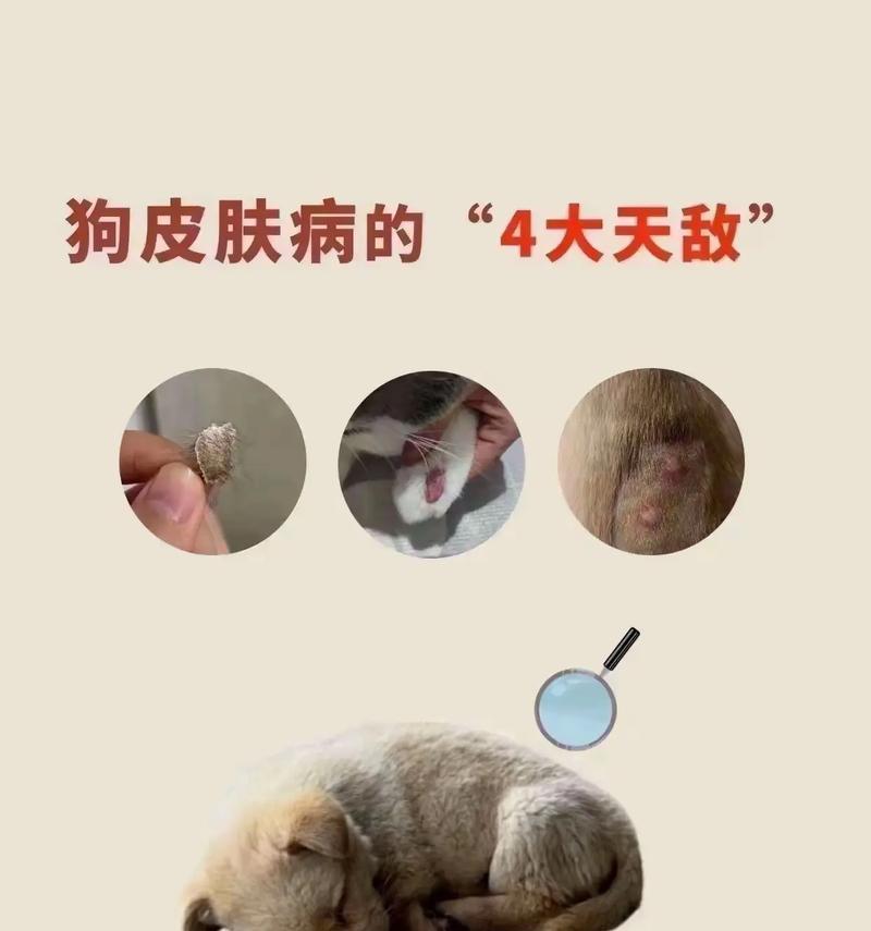 狗狗皮肤病饮食管理指南:关键营养素与食物选择 狗狗皮肤病饮食管理指南:关键营养素与食物选择
