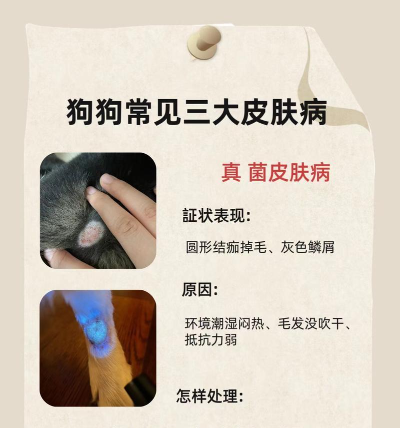 狗狗皮肤病饮食管理指南:关键营养素与食物选择 狗狗皮肤病饮食管理指南:关键营养素与食物选择