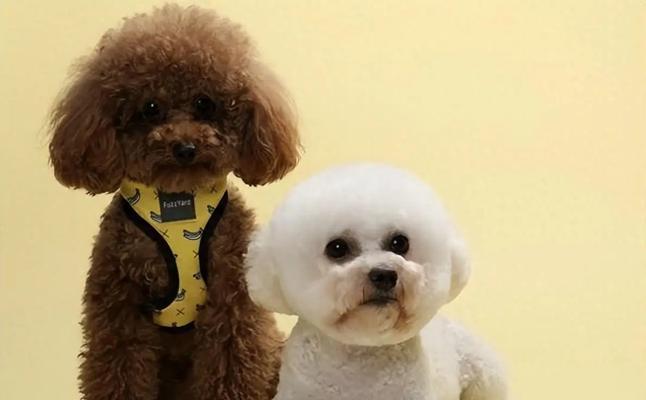 适合女生养的宠物狗品种推荐指南:15种贴心伴侣犬选择 适合女生养的宠物狗品种推荐指南:15种贴心伴侣犬选择