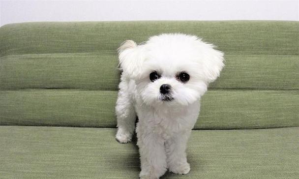 适合女生养的宠物狗品种推荐指南:15种贴心伴侣犬选择 适合女生养的宠物狗品种推荐指南:15种贴心伴侣犬选择