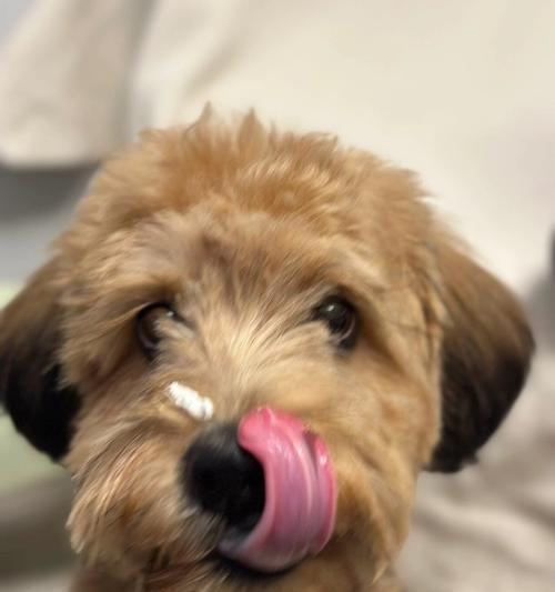 狗狗伸舌头的原因揭秘:散热、沟通与健康的多重功能 狗狗伸舌头的原因揭秘:散热、沟通与健康的多重功能