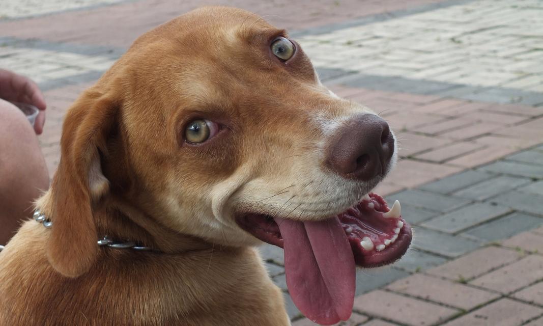 狗狗伸舌头的原因揭秘:散热、沟通与健康的多重功能 狗狗伸舌头的原因揭秘:散热、沟通与健康的多重功能