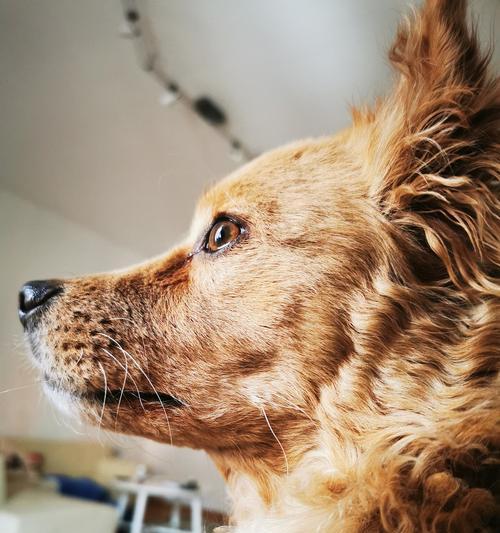 犬瘟治疗药物全解析:科学用药助狗狗康复 犬瘟治疗药物全解析:科学用药助狗狗康复