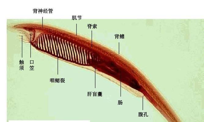 掌握母鱼繁殖时间与关键影响因素,有效提升繁殖成功率 掌握母鱼繁殖时间与关键影响因素,有效提升繁殖成功率