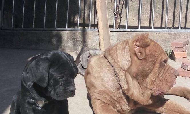 名词性别语法解析:以卡斯罗公母的概念与语言应用 名词性别语法解析:以卡斯罗公母的概念与语言应用