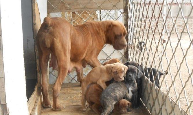 名词性别语法解析:以卡斯罗公母的概念与语言应用 名词性别语法解析:以卡斯罗公母的概念与语言应用