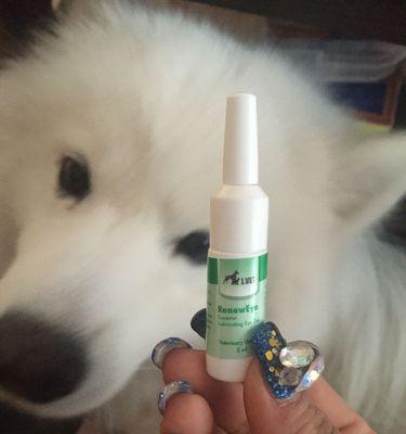 狗狗眼睛肿胀的治疗方法：药物与自然疗法全指南