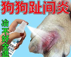 狗狗眼睛肿胀的治疗方法：药物与自然疗法全指南