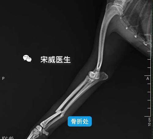 泰迪腿部骨折后吃什么？促进骨骼愈合与康复的关键营养指南