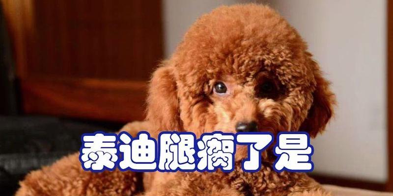 泰迪腿部骨折后吃什么？促进骨骼愈合与康复的关键营养指南