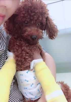 泰迪腿部骨折后吃什么？促进骨骼愈合与康复的关键营养指南