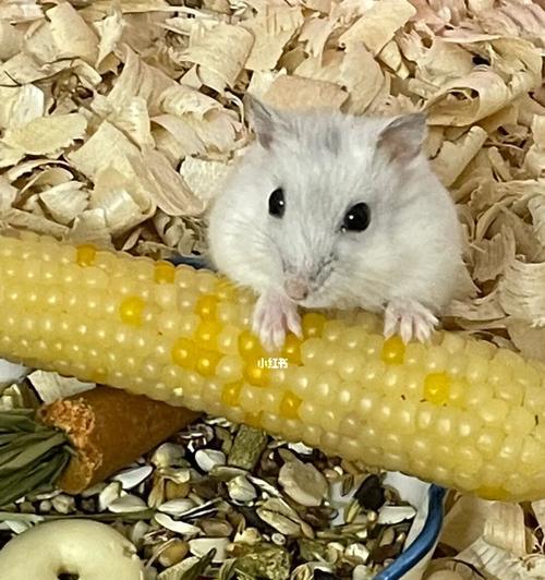 仓鼠浴沙香味怎么选?不同香型对宠物的影响与体验指南 仓鼠浴沙香味怎么选?不同香型对宠物的影响与体验指南