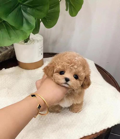 泰迪幼犬饮水指南：安全水源选择与科学喂水习惯养成