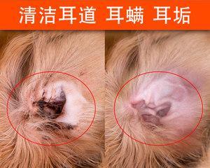 泰迪幼犬饮水指南：安全水源选择与科学喂水习惯养成