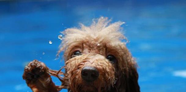 泰迪幼犬饮水指南：安全水源选择与科学喂水习惯养成