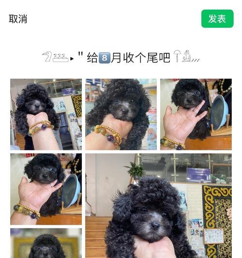 灰泰迪配对毛色全解析,揭秘基因组合的色彩奥秘与情感表达 灰泰迪配对毛色全解析,揭秘基因组合的色彩奥秘与情感表达