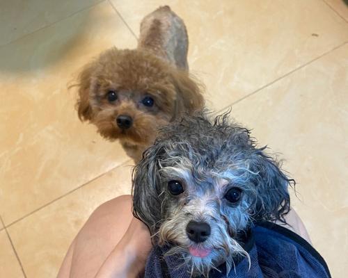 灰泰迪配对毛色全解析,揭秘基因组合的色彩奥秘与情感表达 灰泰迪配对毛色全解析,揭秘基因组合的色彩奥秘与情感表达