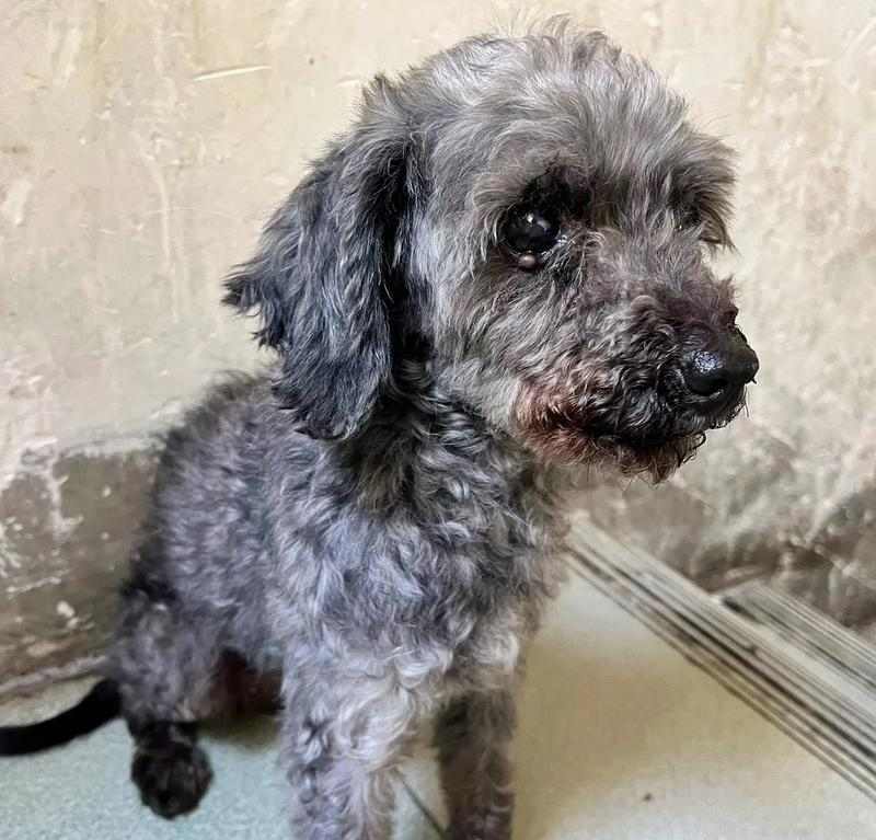 灰泰迪配对毛色全解析,揭秘基因组合的色彩奥秘与情感表达 灰泰迪配对毛色全解析,揭秘基因组合的色彩奥秘与情感表达