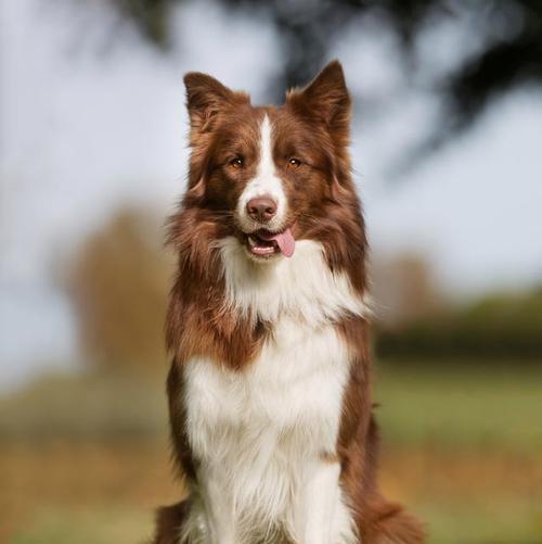 幼犬成长特征与科学培养方法,打造健康快乐宠物犬 幼犬成长特征与科学培养方法,打造健康快乐宠物犬