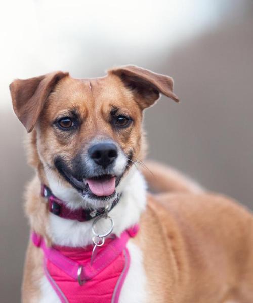 幼犬成长特征与科学培养方法,打造健康快乐宠物犬 幼犬成长特征与科学培养方法,打造健康快乐宠物犬